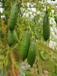 photos des citrons caviar vert  pour voir à quoi ils ressemblent 