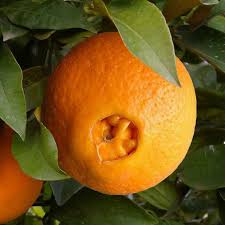 vue d'ensemble d'une orange navel sur une branche pour voir à quoi il ressemble