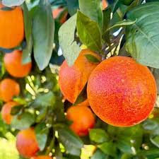 vue de branches d'oranges sanguines pour voir à quoi ressemblent ces oranges