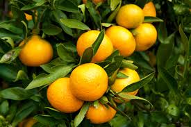 vu de mandarines satsuma pour voir  à qui ils ressemblent 
