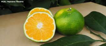 vue d'une mandarine satsuma sur une table coupé en 2 pour voir à quoi ressemblent l'intérieur de la mandarine quand vous le couper