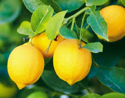 citronnier 4 saisons pour avoir une vue d'ensemble des citrons 4 saisons et de voir à quoi ils ressemblent vraiment 