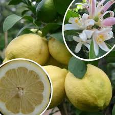vue de l'intérieur d'un citron 4 saison et vu de fleurs où poussent ces citrons et de voir aussi l'intérieur du citron